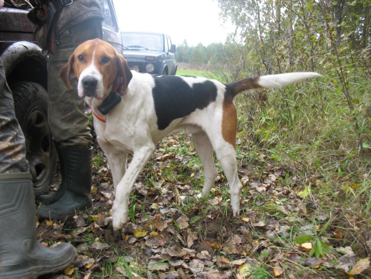 Собака русская пегая гончая выжлец