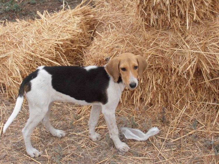 Русская пегая гончая