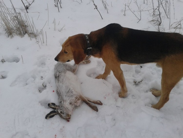 Першинская охотничья гончая