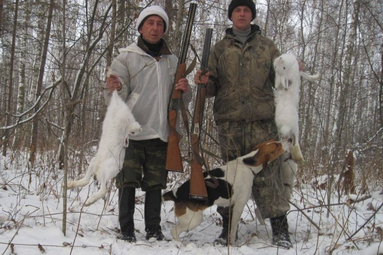 Русская гончая охота на зайца