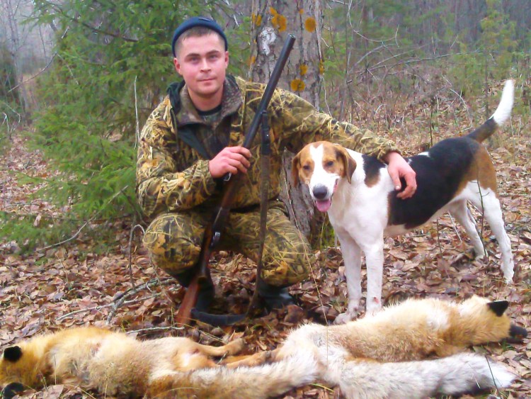 Натаска эстонских гончи