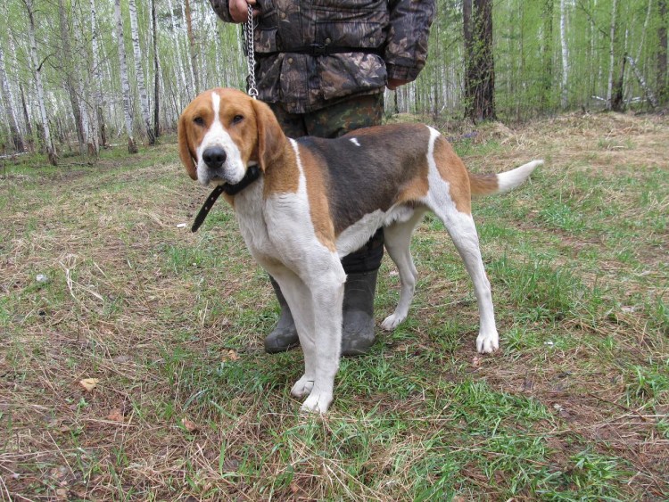 Русская охотничья пегая гончая