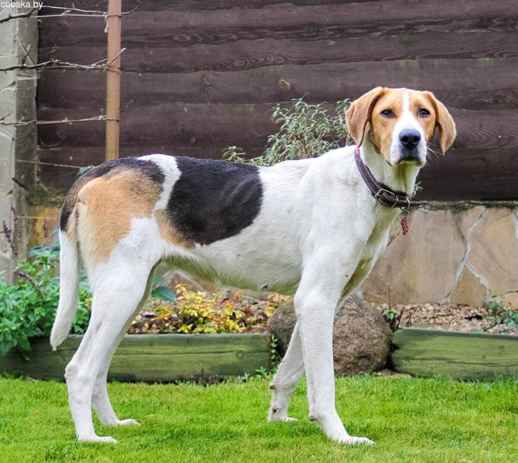 Русская пегая гончая собака