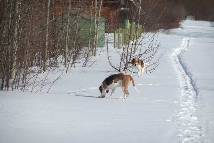 Эстонская гончая зимняя охота на зайца
