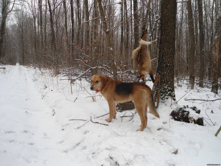 Охота зайца собака русская пегая гончая