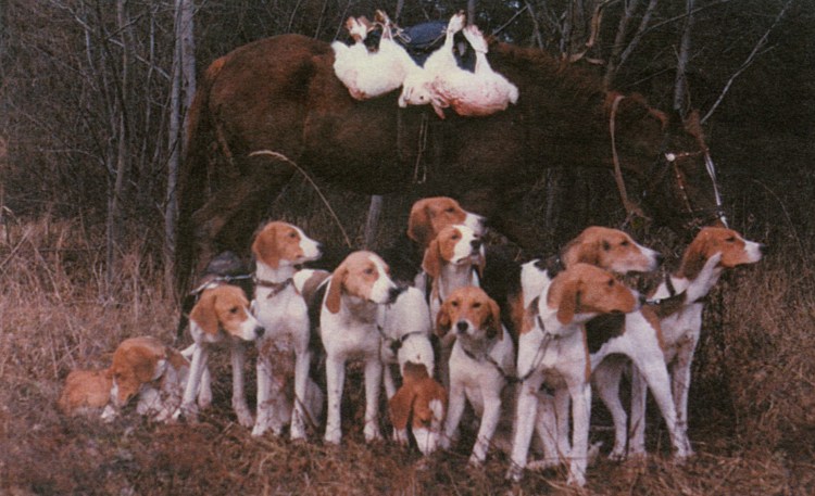 Першинская охотничья гончая