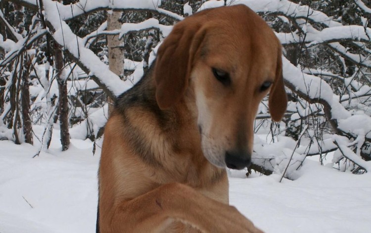 Сибирская гончая