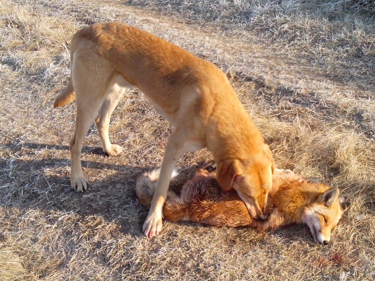 Русская гончая следовая