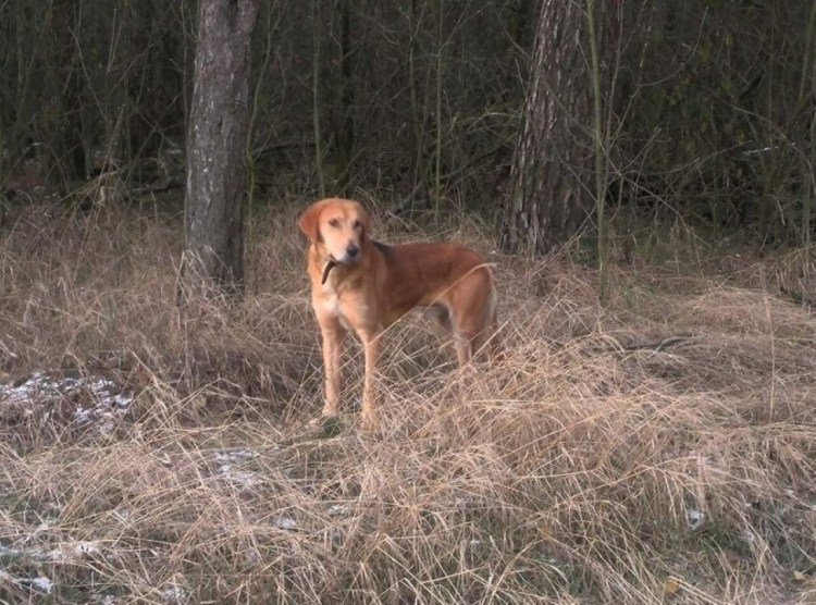 Охотник с собакой русская гончая