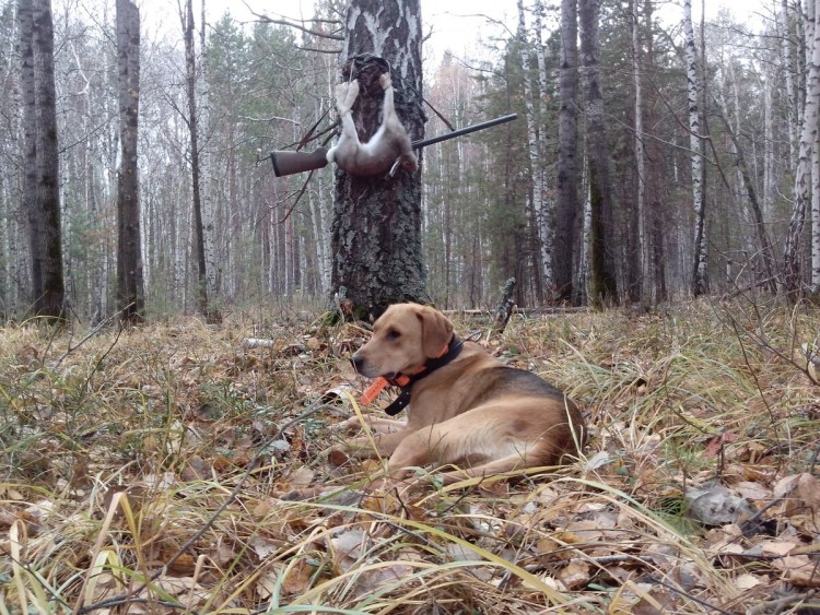 Охота на зайца с гончими собаками