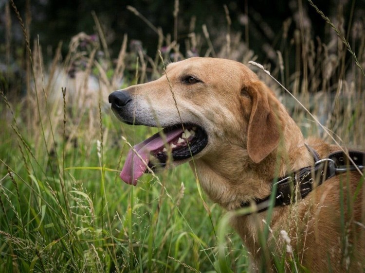 Гончая Артуа