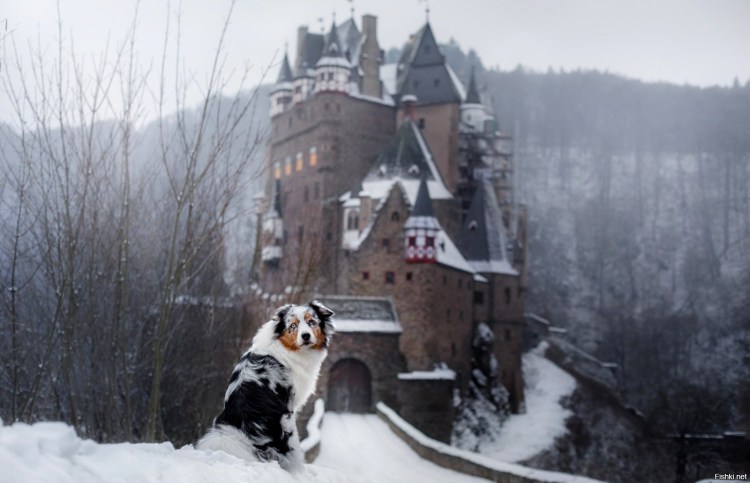 Собака в замке с собакой