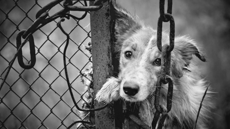 Спаривание хаски