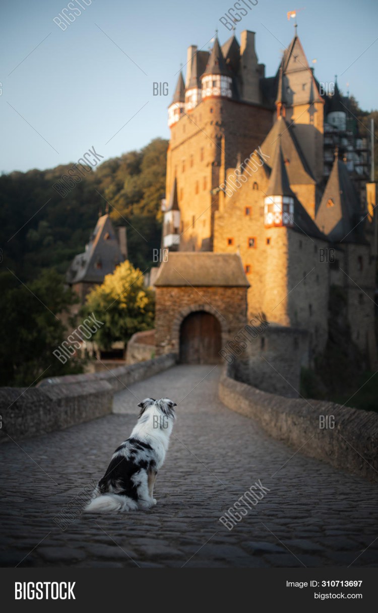 Животные в замке