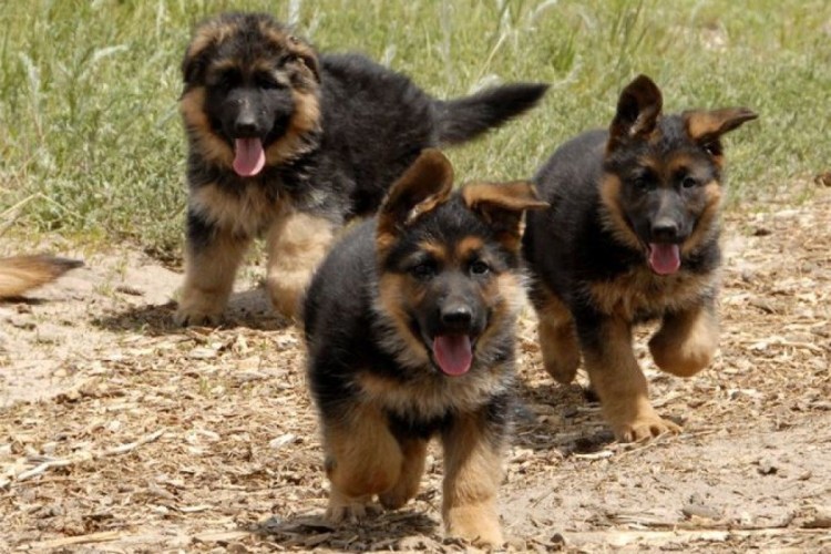 Кавказская овчарка спариван