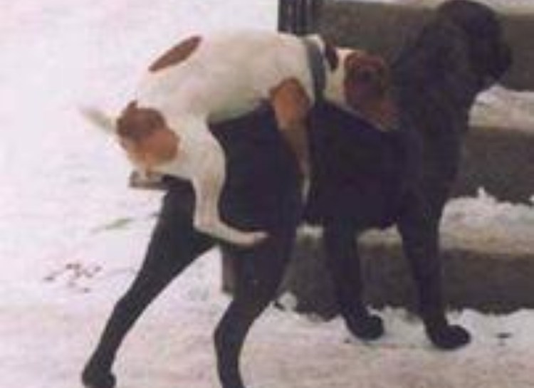 Собаки спариваются