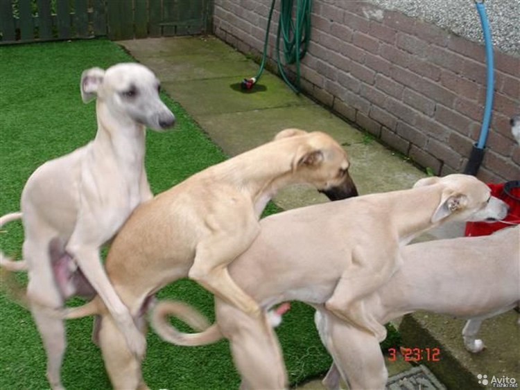 Кившенко Алексей Данилович (1851-1895)