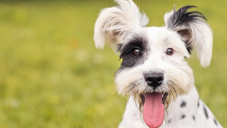 Беззубая Левретка Заппа