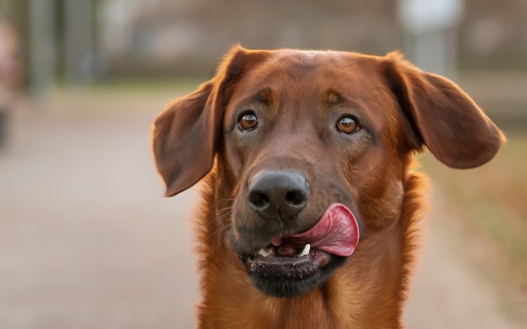 Высунутый язык у боксера собаки