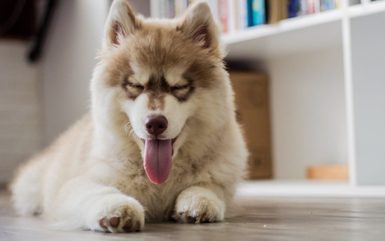 Лабрадор слюнявый