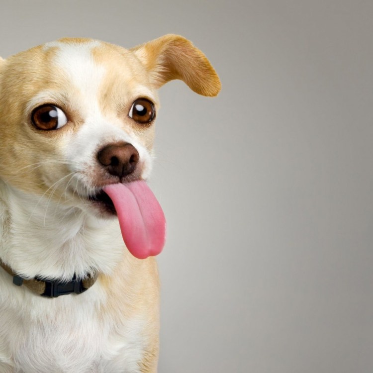 Китайская хохлатая собака страшная