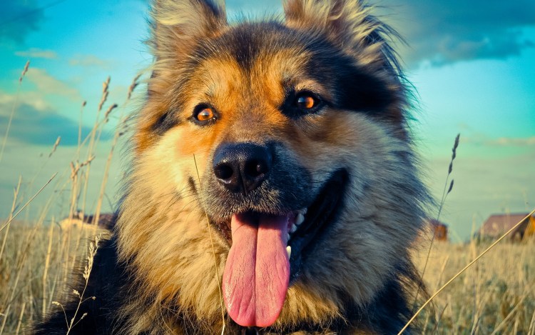 Собака с вываленным языком