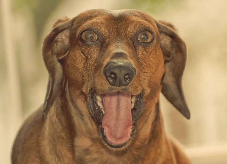 Смешная собака с языком