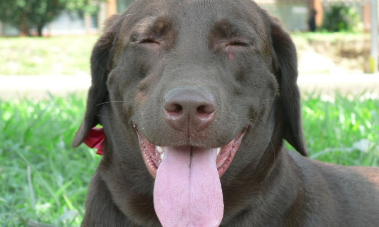 Боксер собака торчит язык