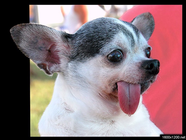 Стаффордширский бультерьер злой