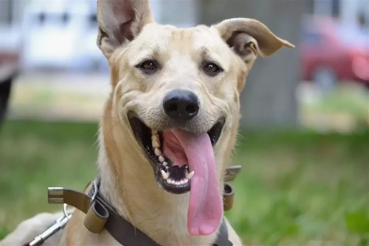 Левретка и такса