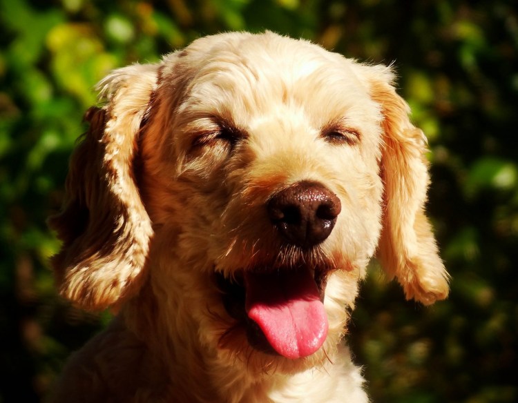 Пес с высунутым языком