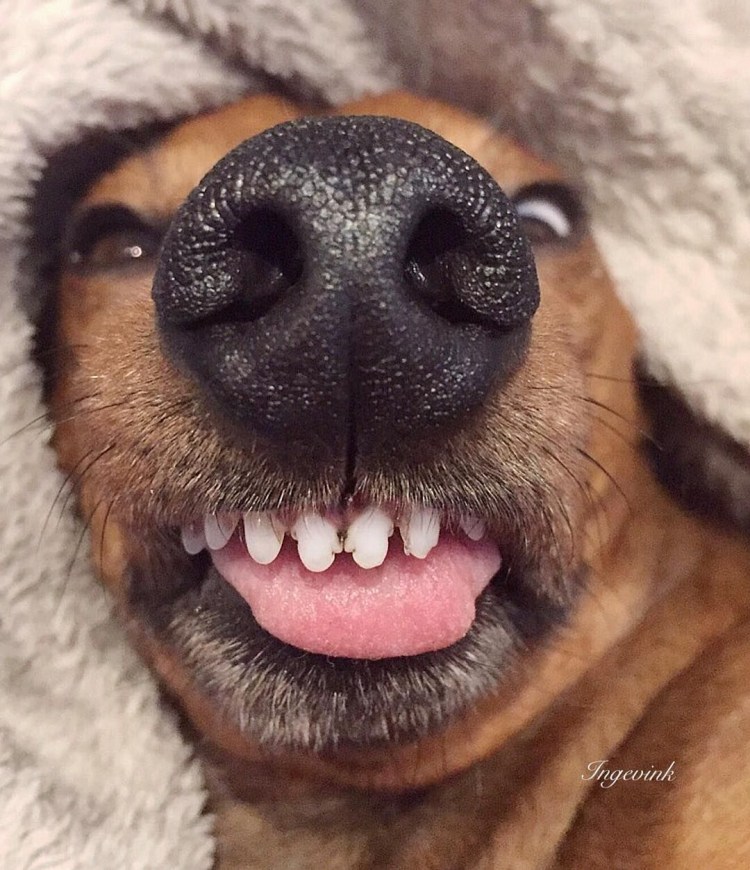 Щенок высунул язык