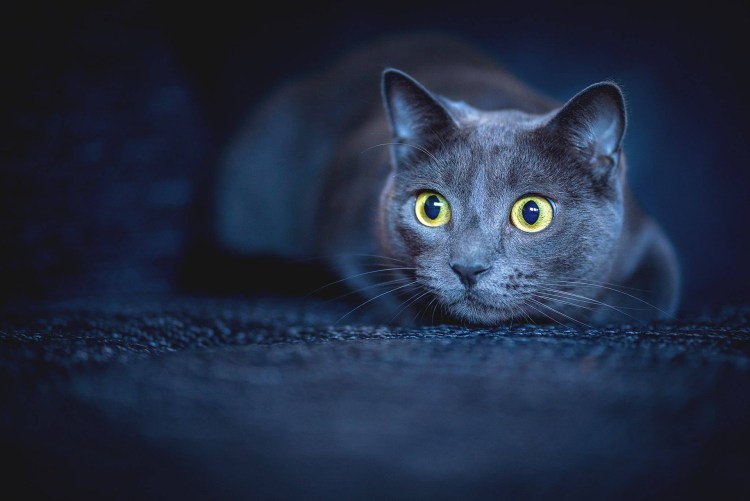 "Русская голубая"