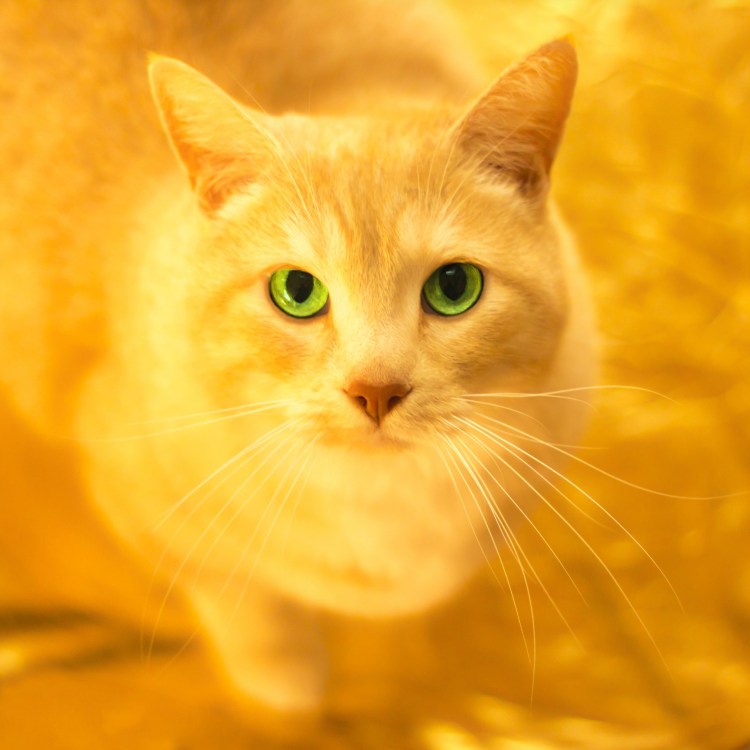 Кот синего цвета