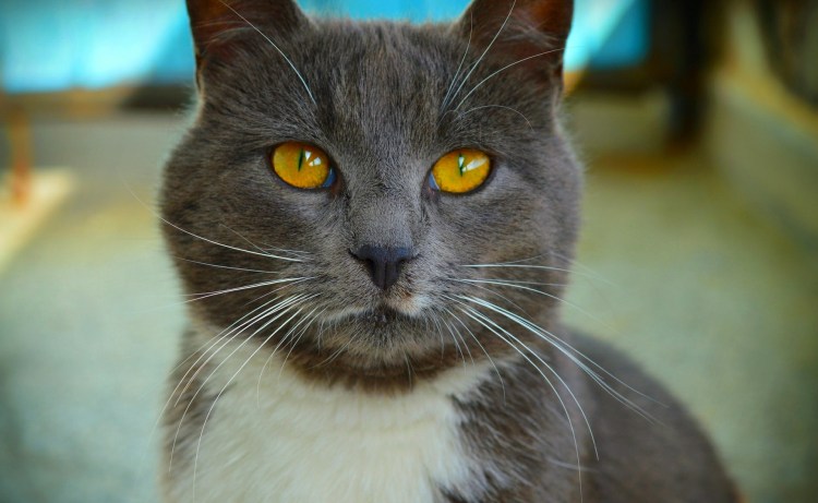 Русская голубая кошка крысоловка