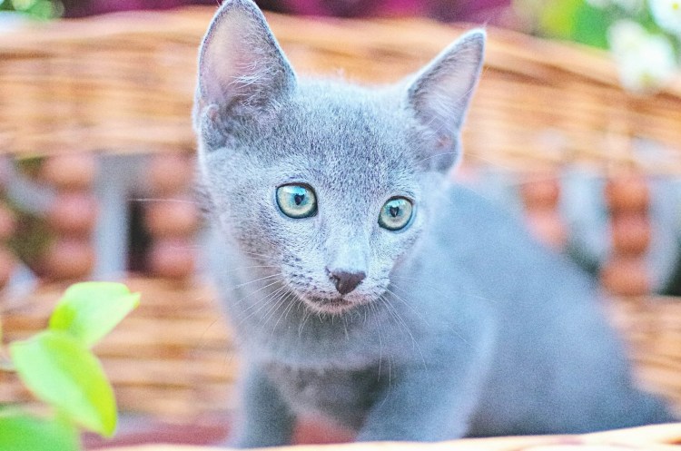 Энимал Кроссинг Ankha