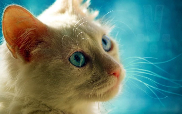 Серый кот с зелеными глазами