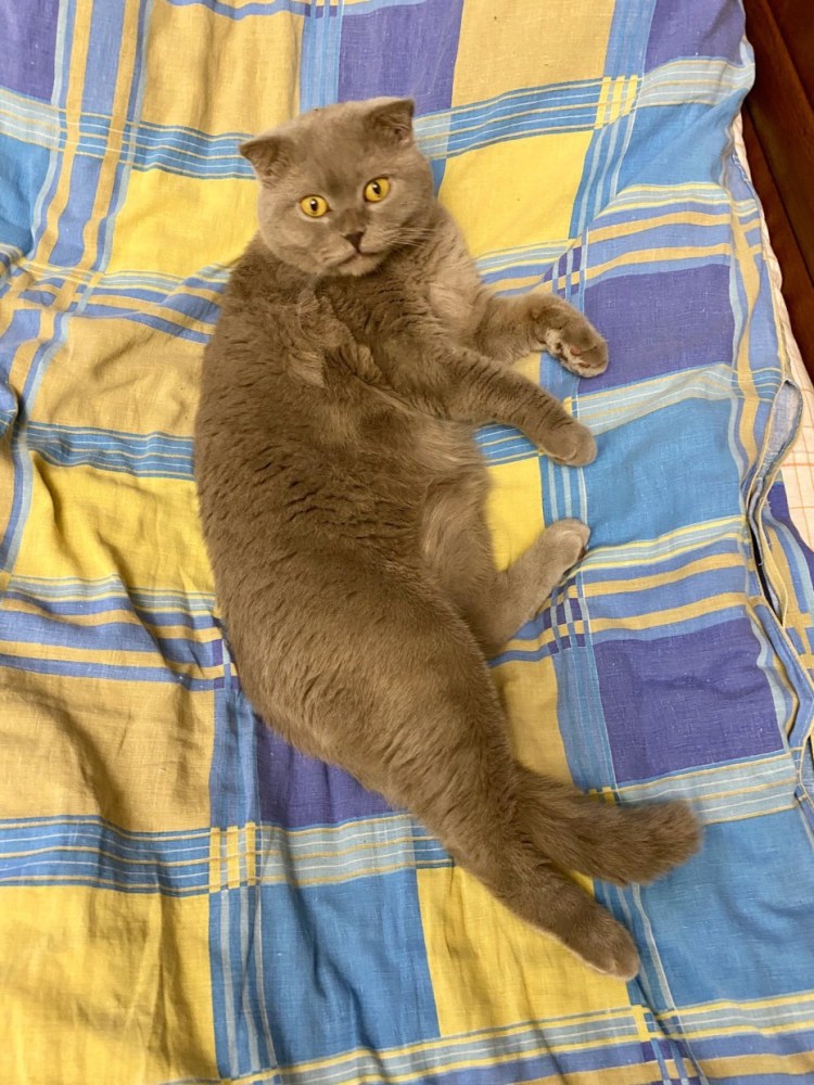 Серый кот с зелеными глазами