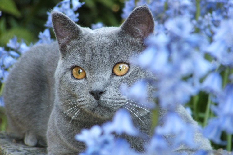Синий кот в реальной жизни