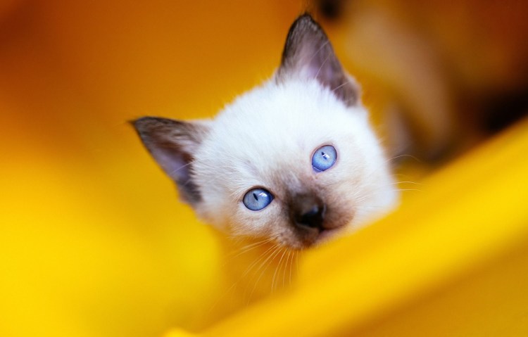 Мультяшные котята