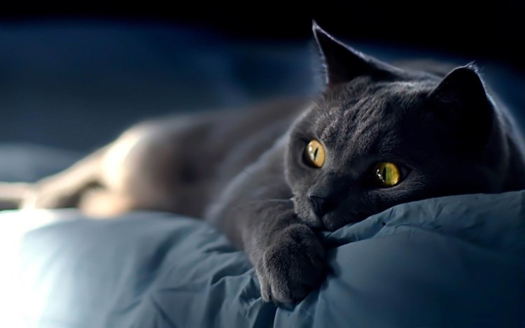 Чёрный ориентальный кот с голубыми глазами