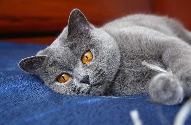 Серый ориентальный кот