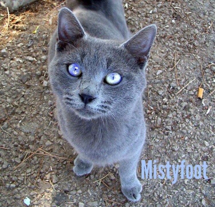 Черный кот с голубыми глазами