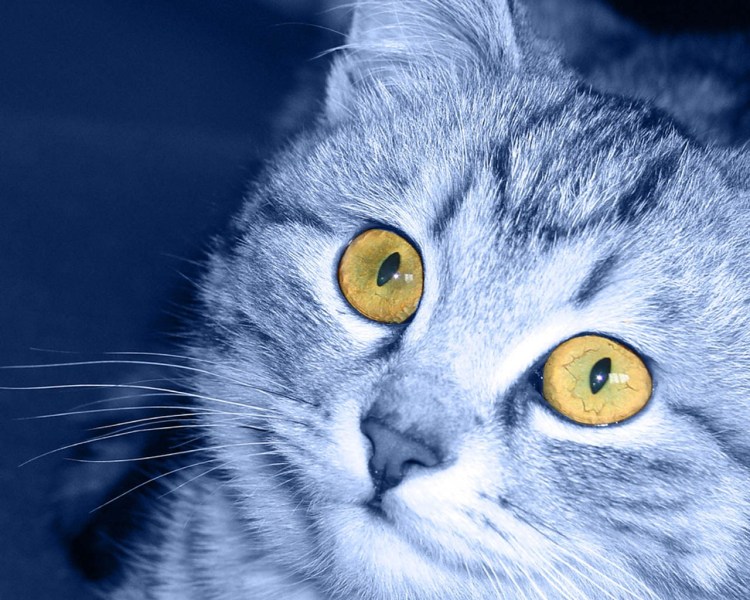 Морда кота с желтыми глазами