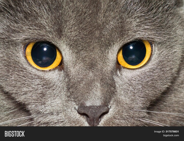 Коты Воители призрак