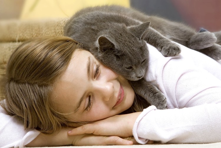 Кошки лекари