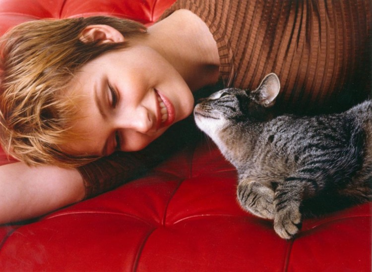 Фелинотерапия лечение кошками
