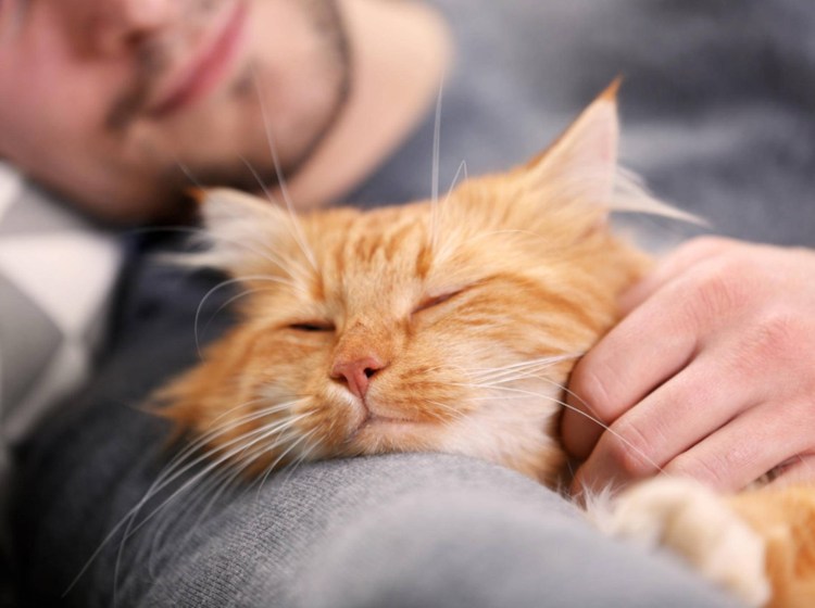 Коты и хозяева