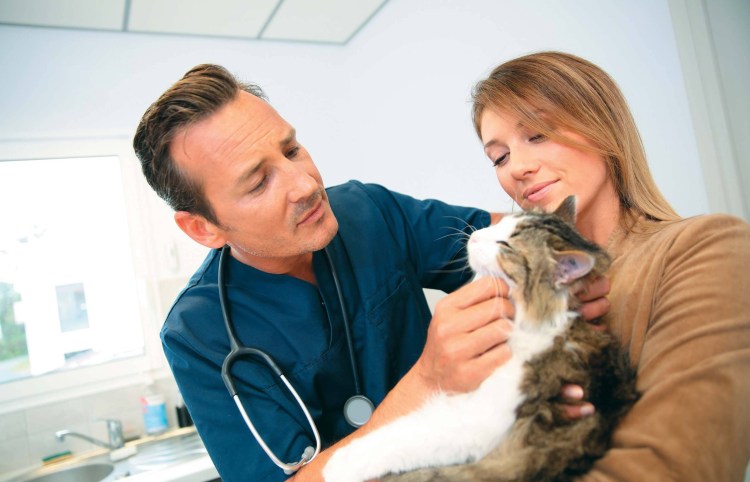 Кот в ветеринарной клинике