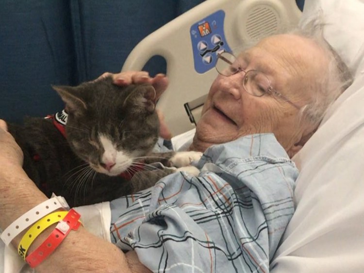 Кошки целители